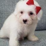 %name Coton de Tulear