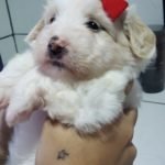 %name Coton de Tulear