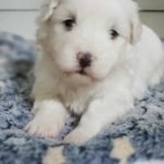 %name Coton de Tulear